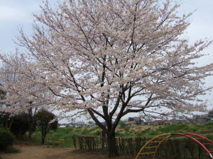 吉田公園 吉田公園