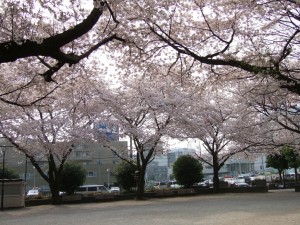 曇りでも 桜の色は 良く栄える